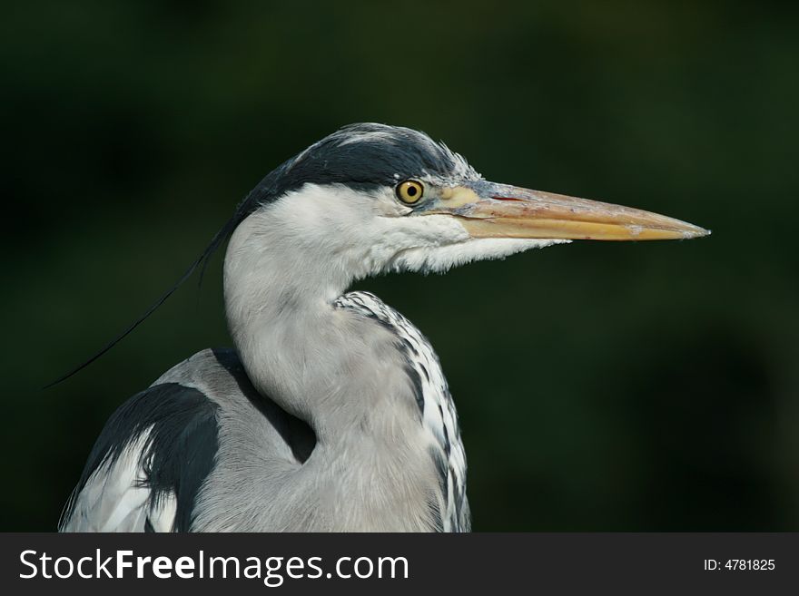 The wild heron from national park