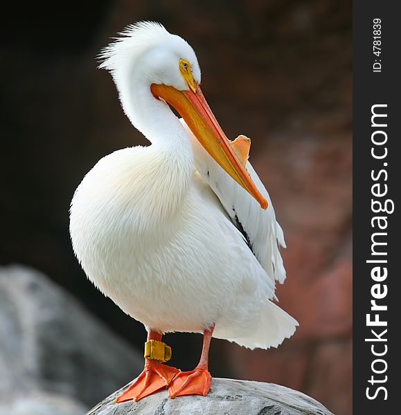 A white pelican stands atop a stake. A white pelican stands atop a stake
