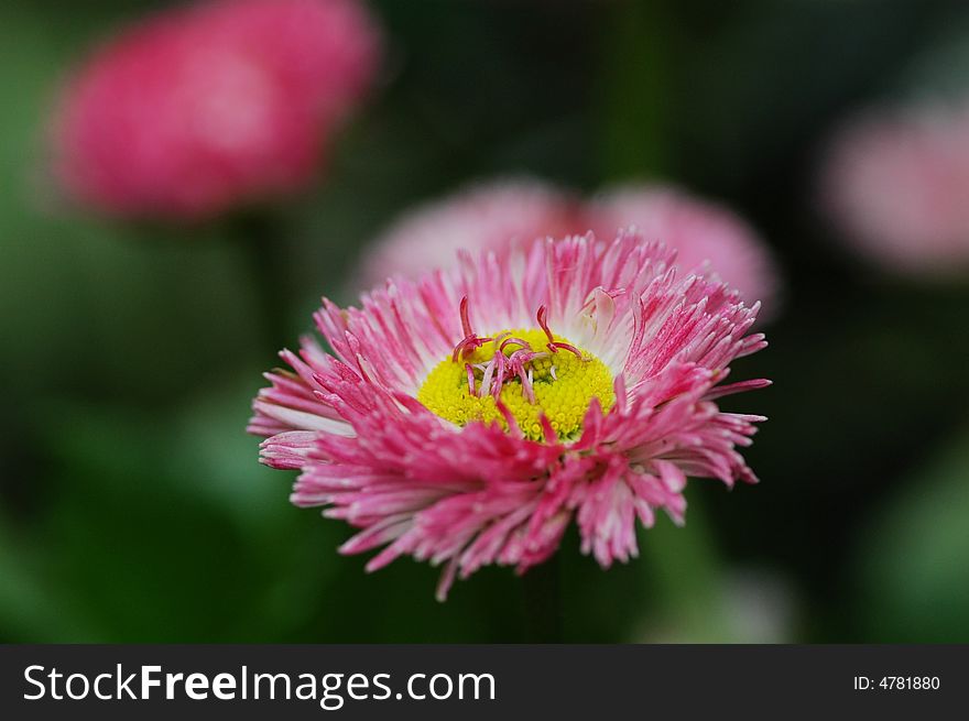 A daisy flower withe green background(close-up).