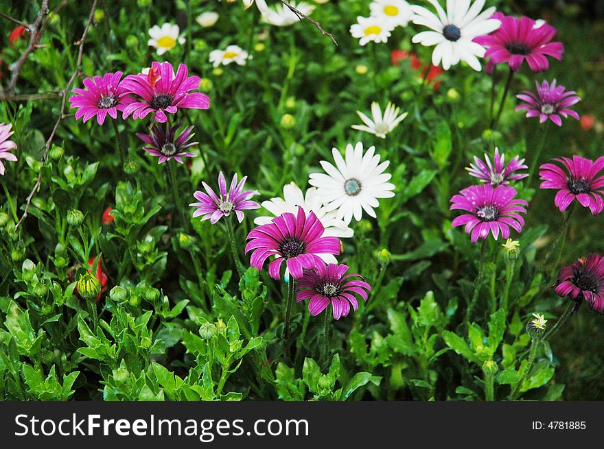 Purple and white daisy flowers in clusters