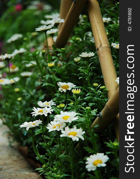 Purple and white daisy flowers in clusters near a lane.