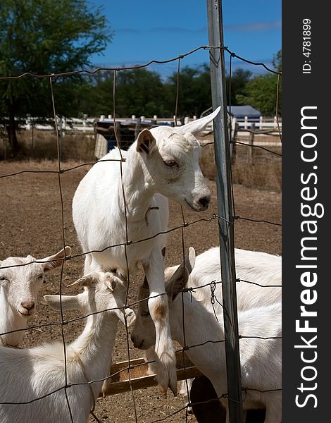 Goat with head stuck in a fence trying to escape. Goat with head stuck in a fence trying to escape