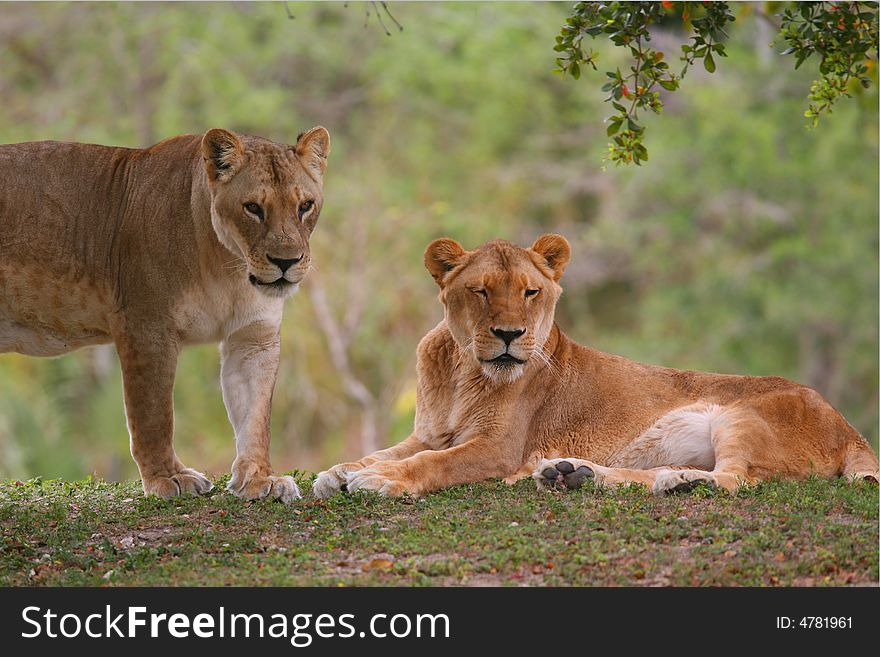 Two African lioness with winter colors in the background.