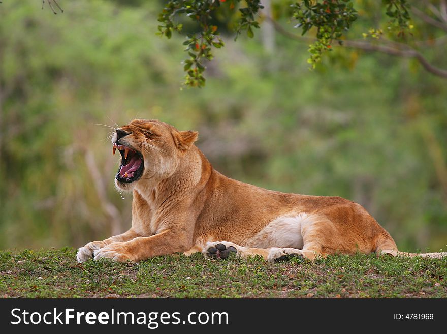 An African lioness with winter colors in the background