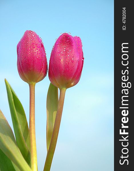Double pink tulips with blue background.