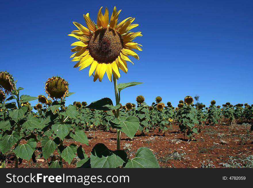 Yellow sunflower field in alentejo, portugal