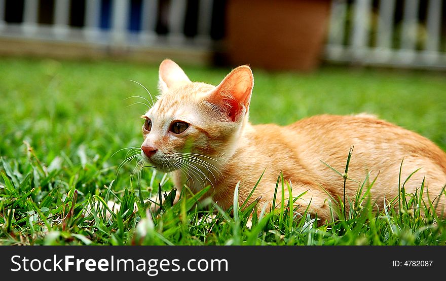 A kitten enjoying the green green gras of home. A kitten enjoying the green green gras of home.