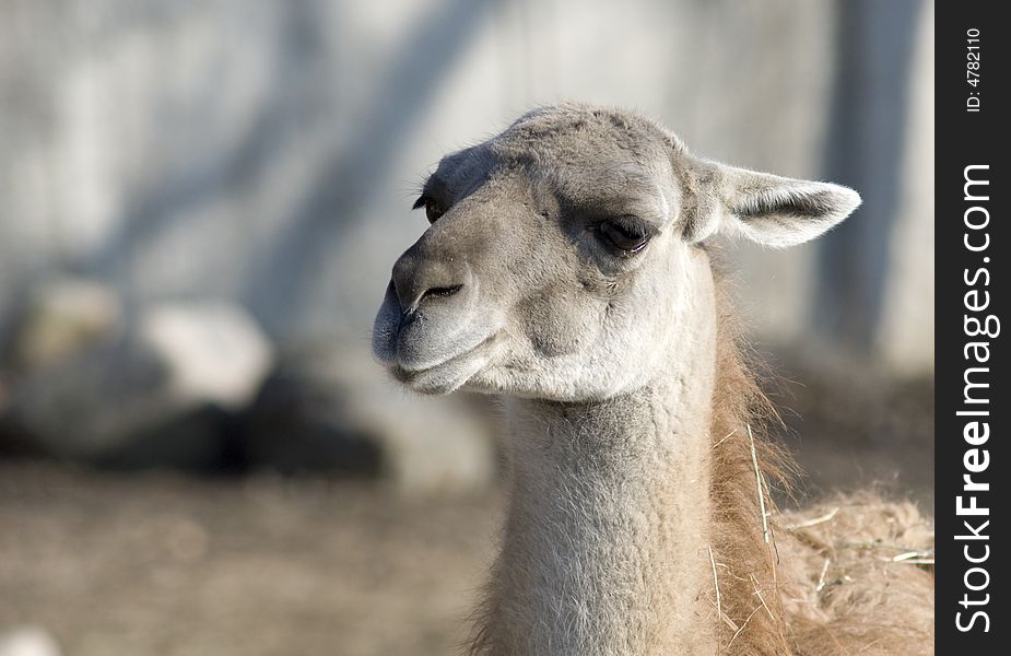 Llama S Head