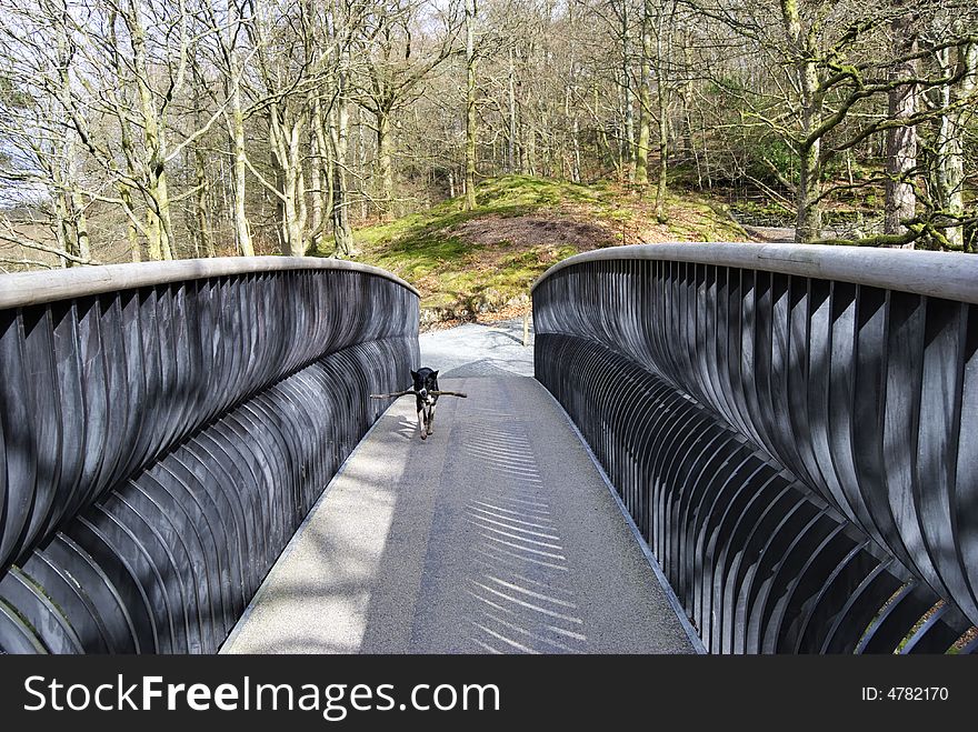 A Collie carrying a stick across a Modern metal footbridge near Skelwith in the English Lake District. A Collie carrying a stick across a Modern metal footbridge near Skelwith in the English Lake District