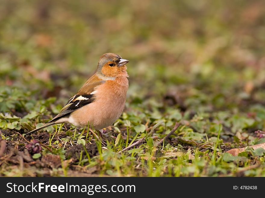 Chaffinch on a spring day
Canon 400D + 400mm 5.6L. Chaffinch on a spring day
Canon 400D + 400mm 5.6L