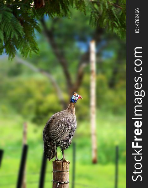 Guinea fowl sitting on a fence post