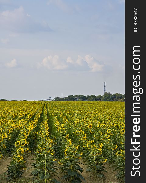 A large field of sunflowers with a chimney stack in the background. Can be used for industry, agriculture, farming etc. A large field of sunflowers with a chimney stack in the background. Can be used for industry, agriculture, farming etc.
