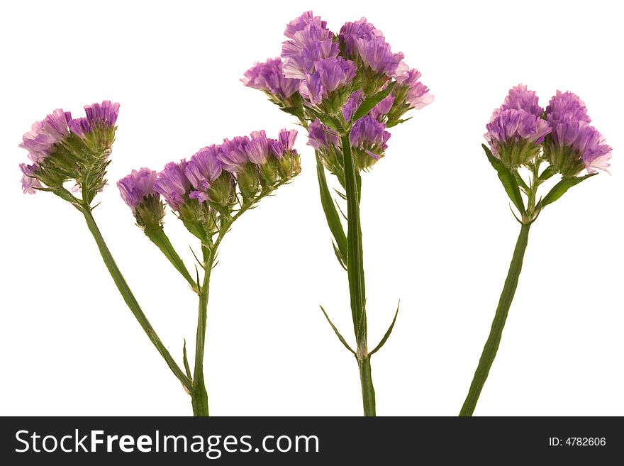 Beautiful purple flower on a white background