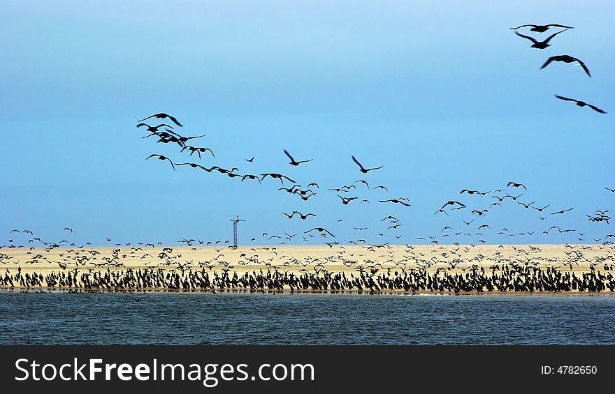 A huge cormorant swarm at the beach. A huge cormorant swarm at the beach