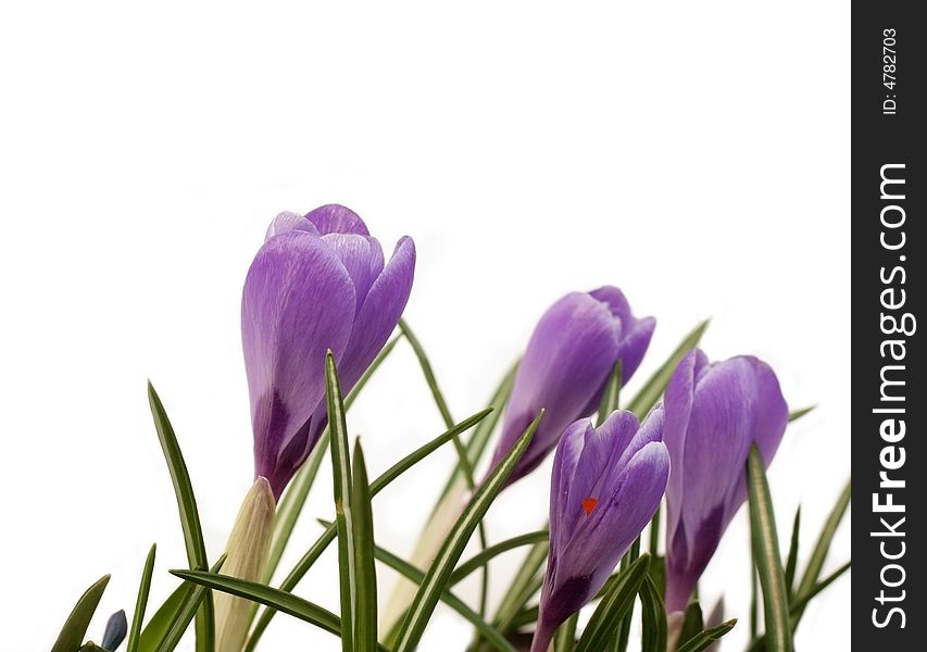 Crocuses isolated on white background