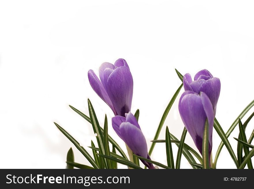 Crocuses isolated on white background