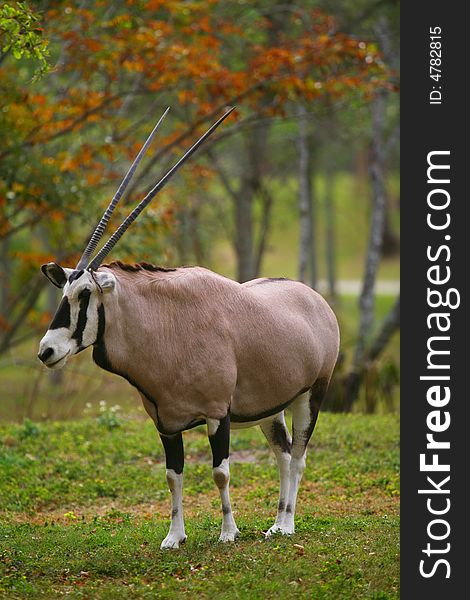 An African Gemsbok gazelle - Oryx gazelle