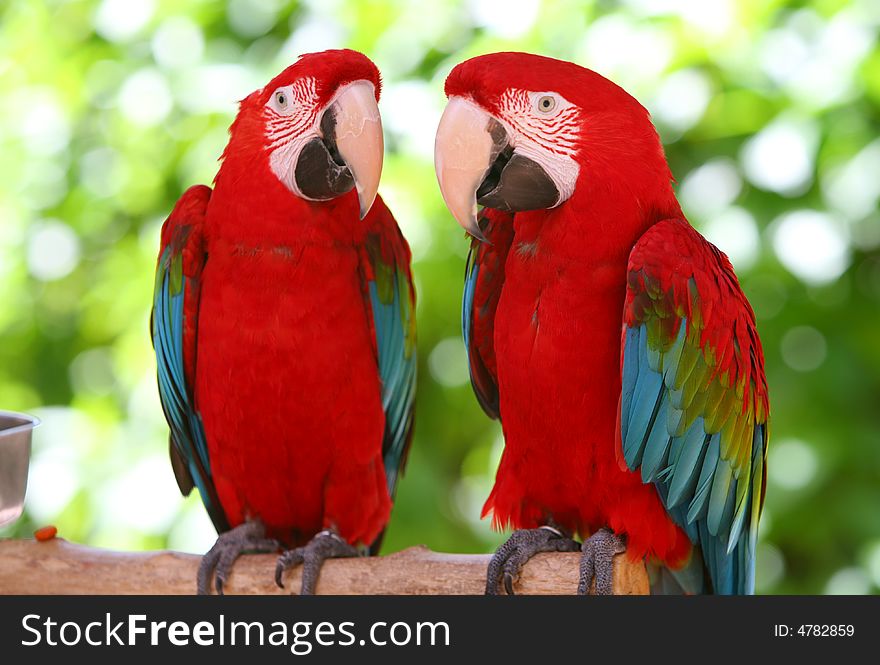 A Couple Of Beautiful Macaws