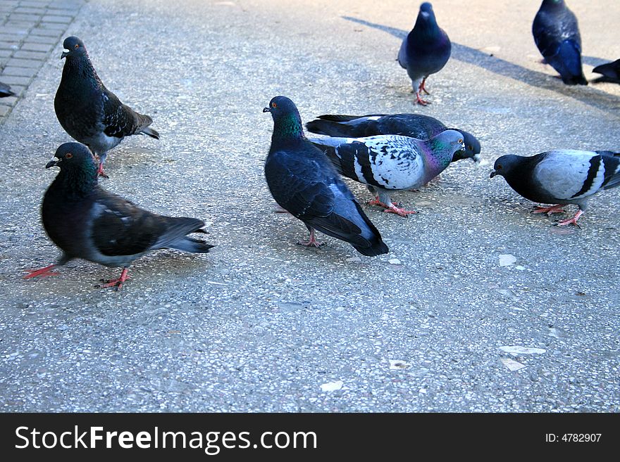 The interesting part of this photo is that the focus is set on the heads of the pigeons and the bodies are blurred. This occurred, I believe, because these birds have a unique way of walking, moving their bodies asynchronously to their heads. The interesting part of this photo is that the focus is set on the heads of the pigeons and the bodies are blurred. This occurred, I believe, because these birds have a unique way of walking, moving their bodies asynchronously to their heads.