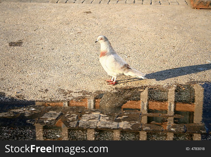 When I pointed my camera to some of the pigeons that were walking near me, they all flew away, except this one. It felt like he wanted to take a picture of me, but he hadn’t a camera, so he just memorized the moment in his little brain. When I pointed my camera to some of the pigeons that were walking near me, they all flew away, except this one. It felt like he wanted to take a picture of me, but he hadn’t a camera, so he just memorized the moment in his little brain.