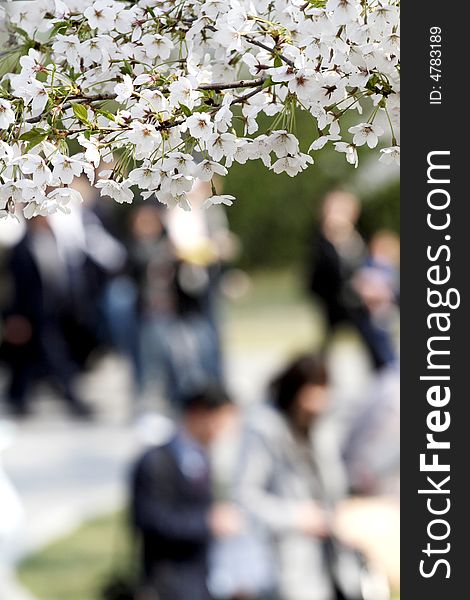 April each year, Beijing is organizing a large-scale Cherry Blossom Festival. Attract a lot of tourists to watch. Under the white oriental cherry tree, visitors viewing and admiring it. April each year, Beijing is organizing a large-scale Cherry Blossom Festival. Attract a lot of tourists to watch. Under the white oriental cherry tree, visitors viewing and admiring it.