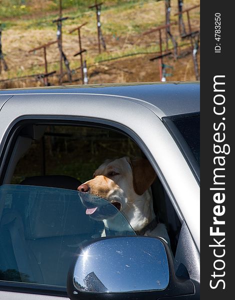 A hunting dog sits inside a truck waiting for his owner to return. A hunting dog sits inside a truck waiting for his owner to return