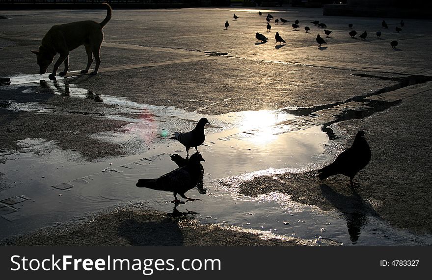 Pigeons And A Dog Get Together At Sunset