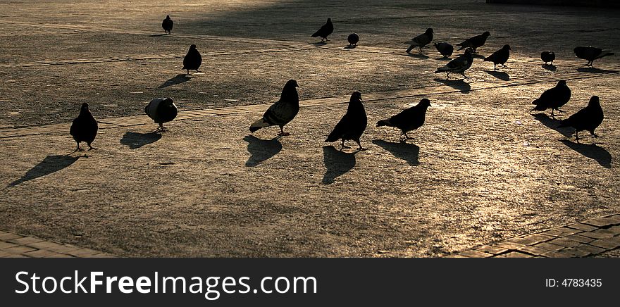 Pigeons At Sunset