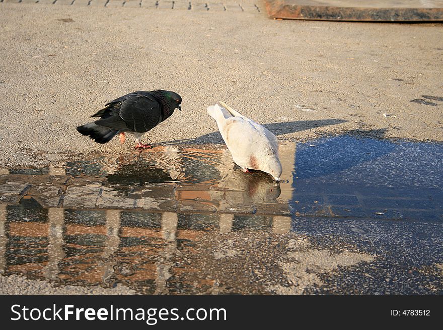 A black pigeon and a white one are fooling around in the water. A black pigeon and a white one are fooling around in the water.