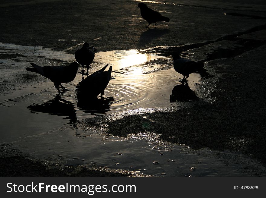 Pigeons Drinking Water At Sundown