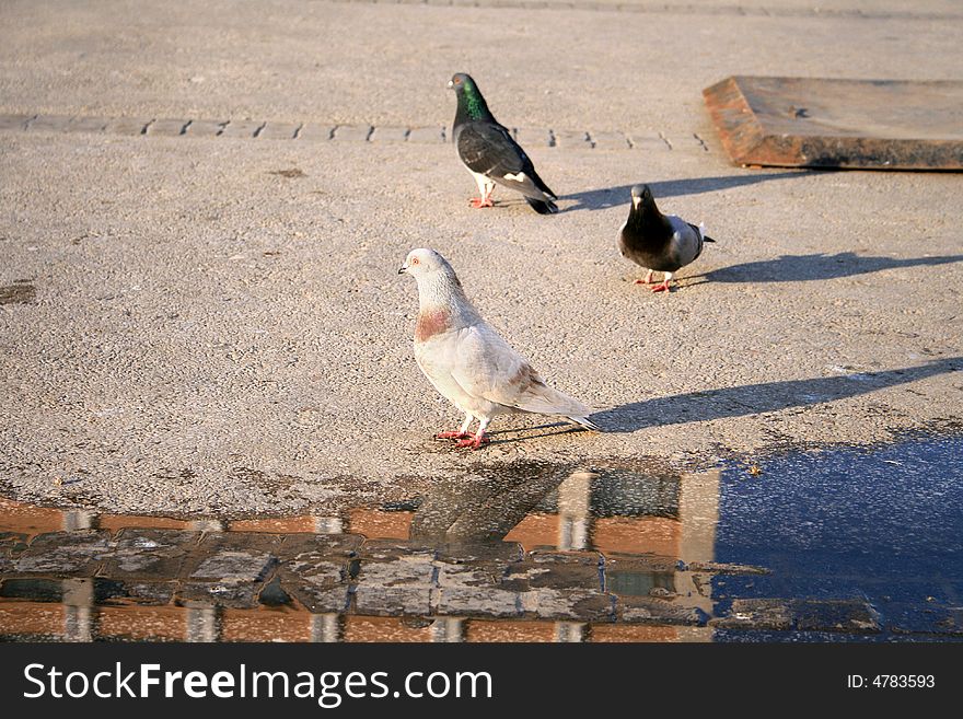 Pigeons From Piata Unirii - Iasi