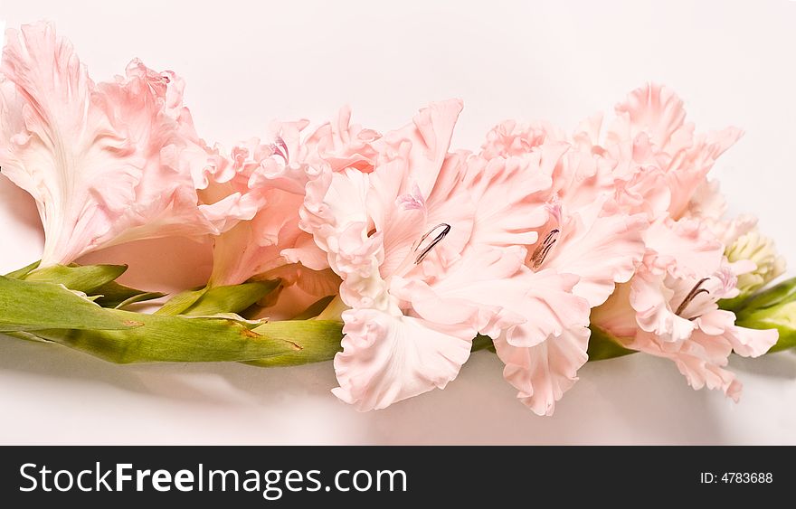 Flower series: beauty pink colored gladiola, romantic mood. Flower series: beauty pink colored gladiola, romantic mood