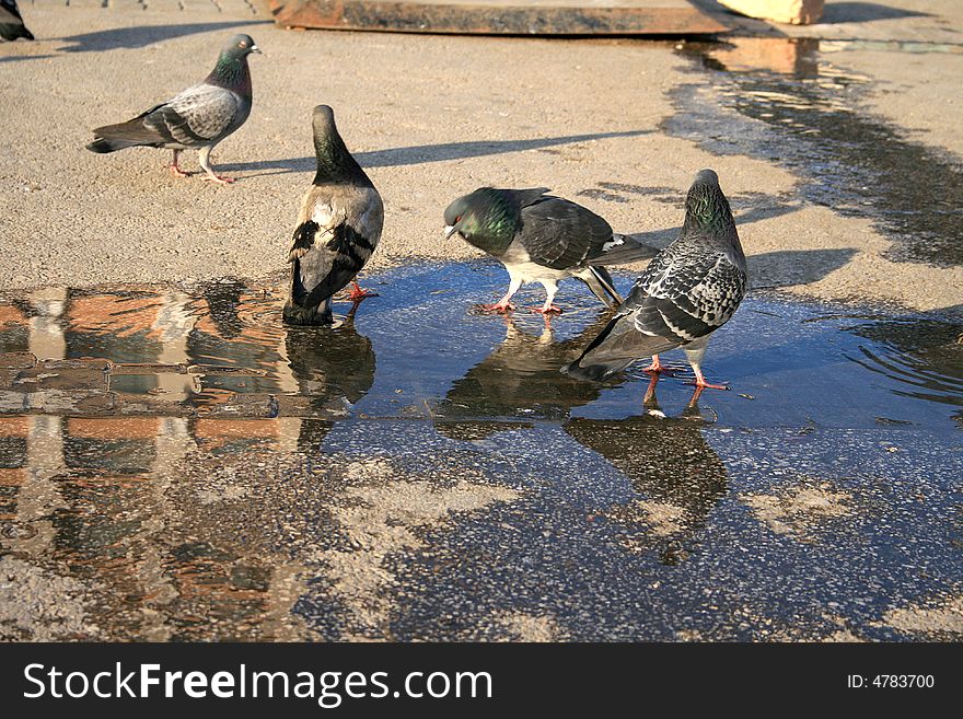 Pigeons Playing In The Water