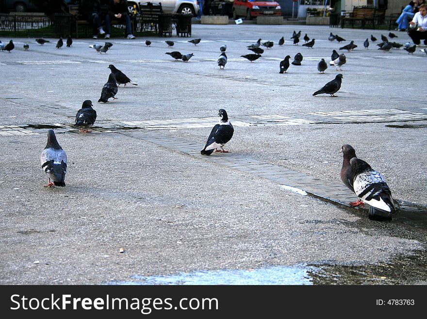 Pigeons Sitting Quietly Waiting For The Sundown