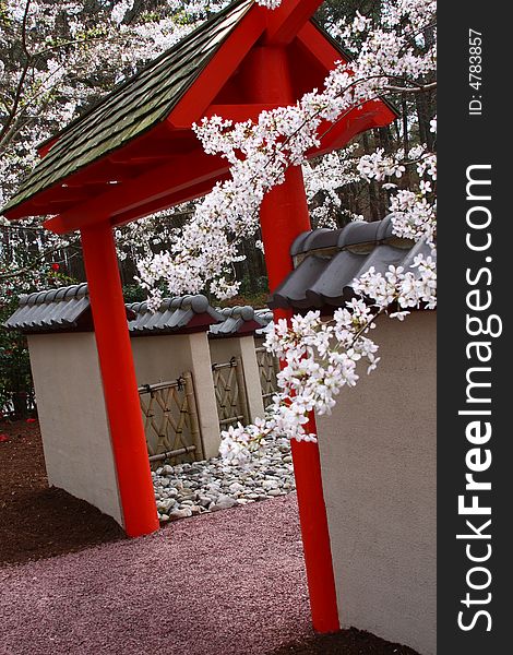 Cherry Blossoms Over A Pagoda