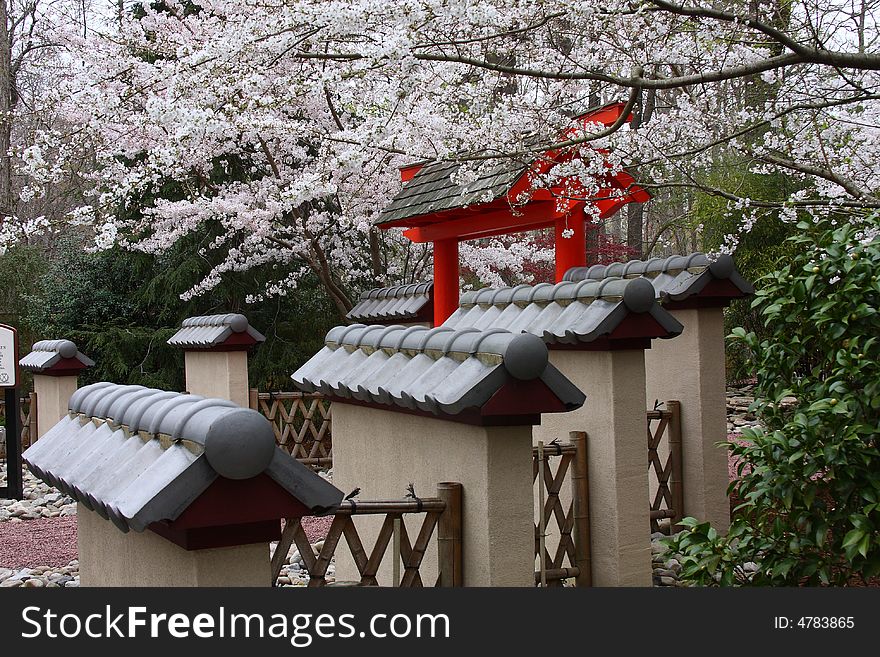 Cherry trees blossoming in a Japanese garden. Cherry trees blossoming in a Japanese garden