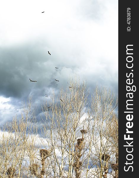 Flock of white storks - Ciconia ciconia - flying over a colony in a stormy day. Flock of white storks - Ciconia ciconia - flying over a colony in a stormy day