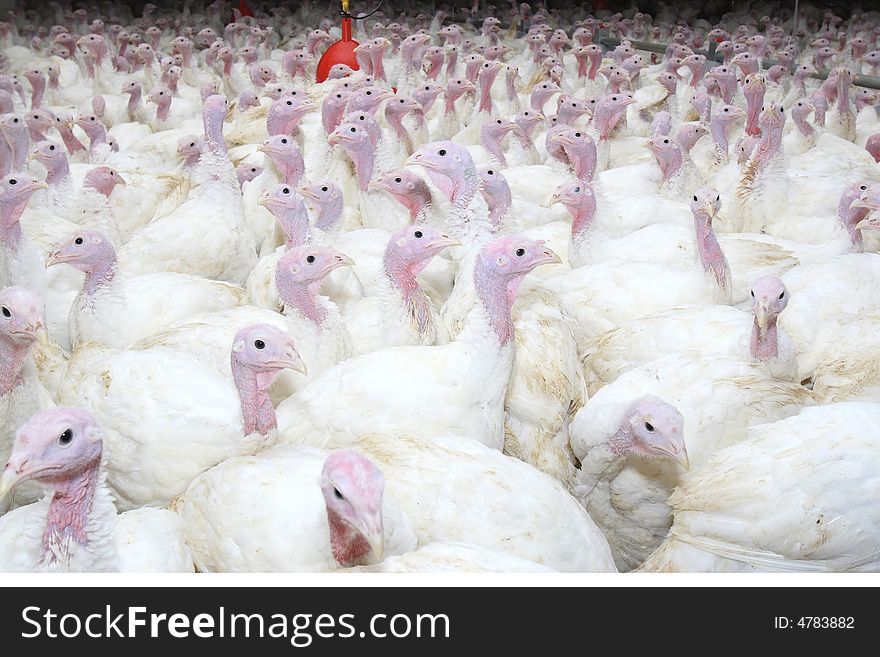 Group of turkeys at farm