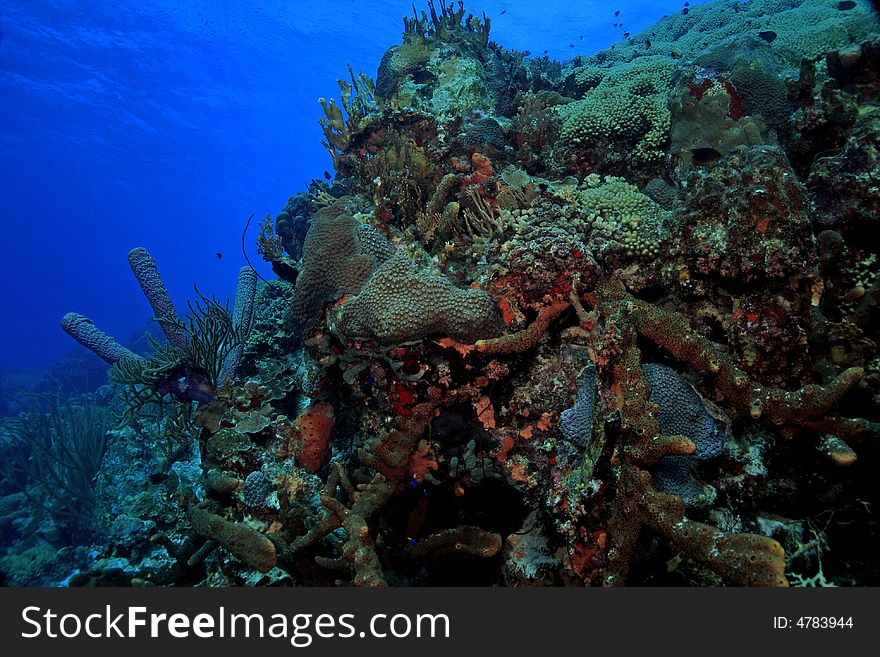 Coral reef scene underwater on the island of Bonaire in the Caribbean