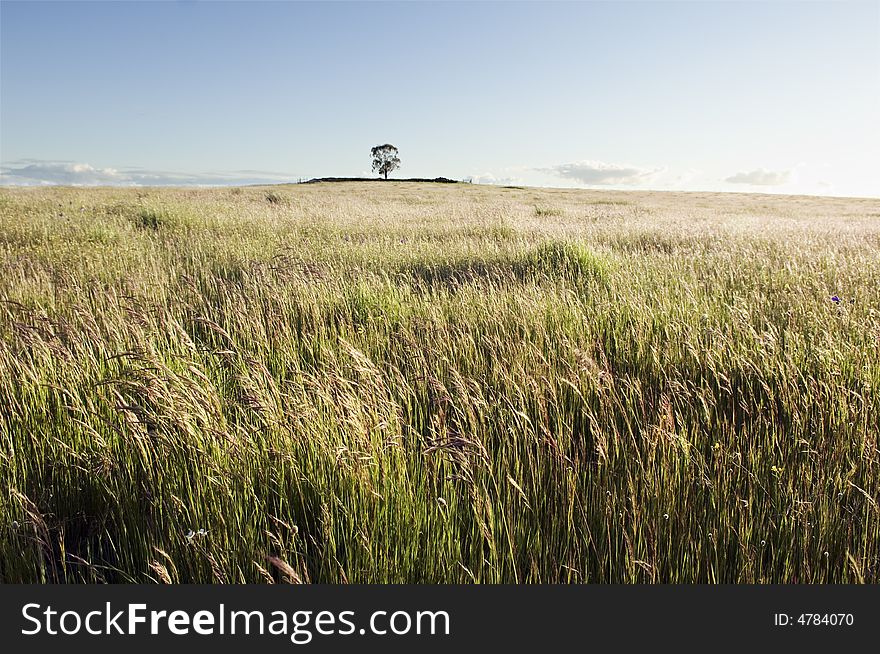 Pasture field in the afternoon light. Alentejo, Portugal