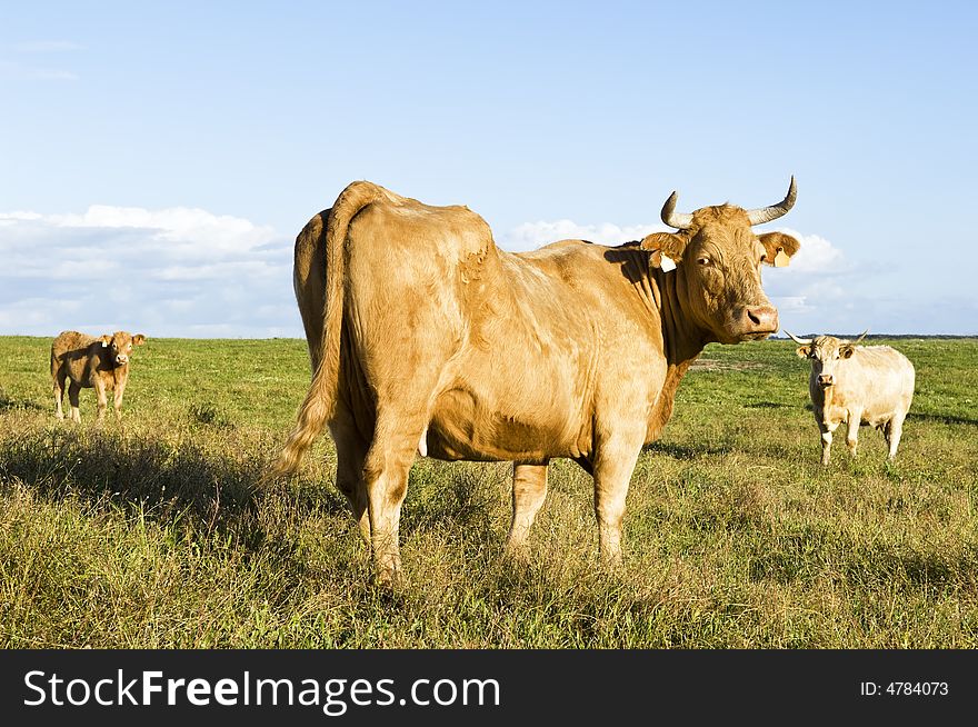 Staring cow in a green grass field.  Alentejo, Portugal