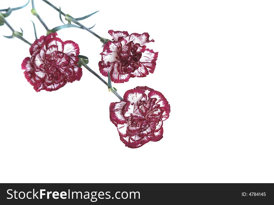 Red carnations on a white background with copy space