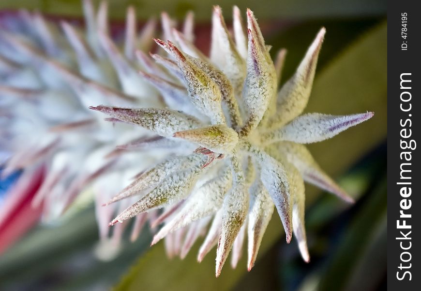 An exotic flower at Palma Sola Botanical Gardens in Bradenton, Florida