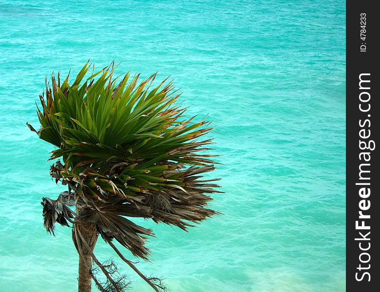 Palm tree and ocean off the Mexican coast. Palm tree and ocean off the Mexican coast.