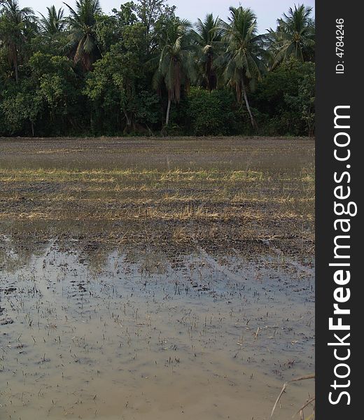 Rice field near Bangkok, Thailand. Rice field near Bangkok, Thailand