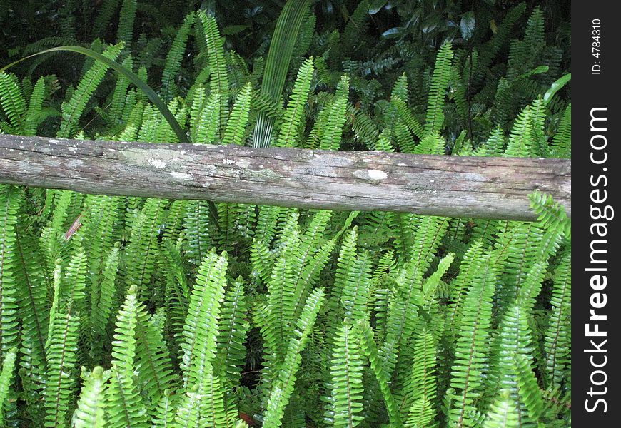 Florida Ferns growing along fence in Florida. Florida Ferns growing along fence in Florida