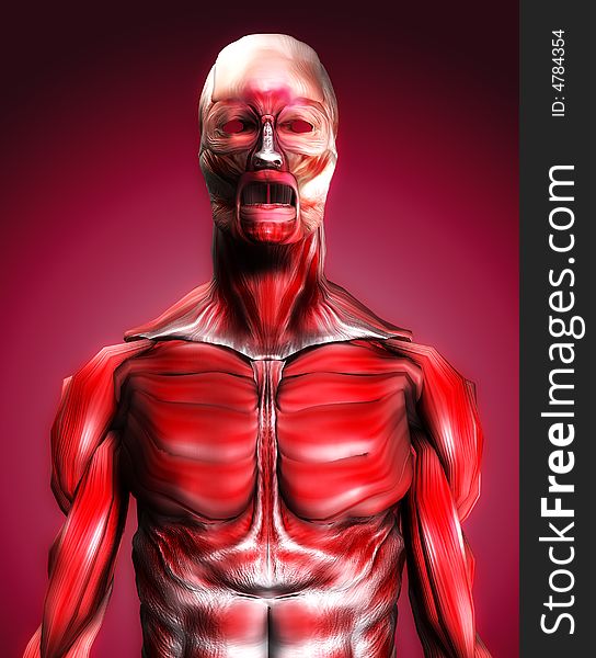 A male body that is made up of just muscles, it would make a good medical or Halloween image. A male body that is made up of just muscles, it would make a good medical or Halloween image.