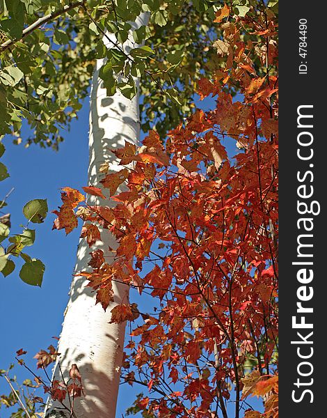 White birch tree trunk surrounded by orange, red, and yellow autumn leaves against a bright blue sky. White birch tree trunk surrounded by orange, red, and yellow autumn leaves against a bright blue sky.