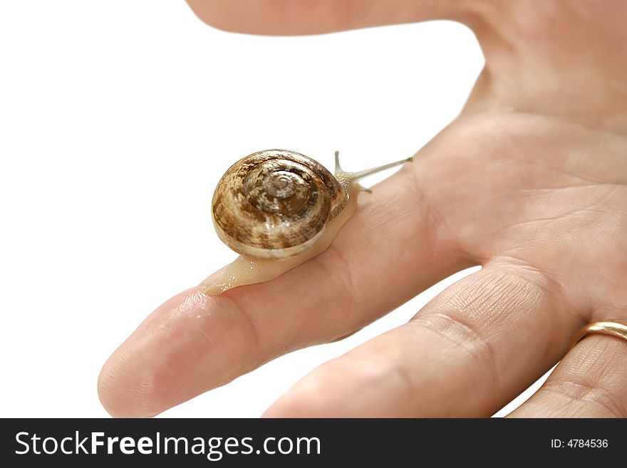 Snail on a finger-symbolizes the slow but confident career growth