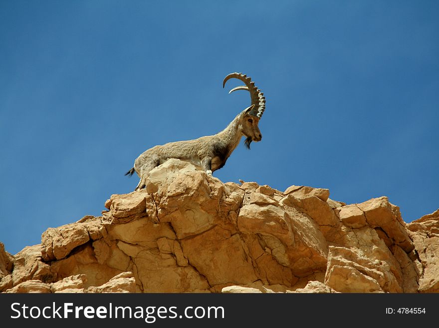 Ibex male overlook on a stone. Ibex male overlook on a stone.